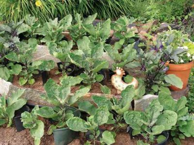 Kitchen Garden Creation Image